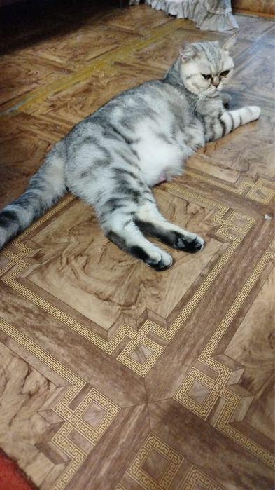 Котенки шотландские