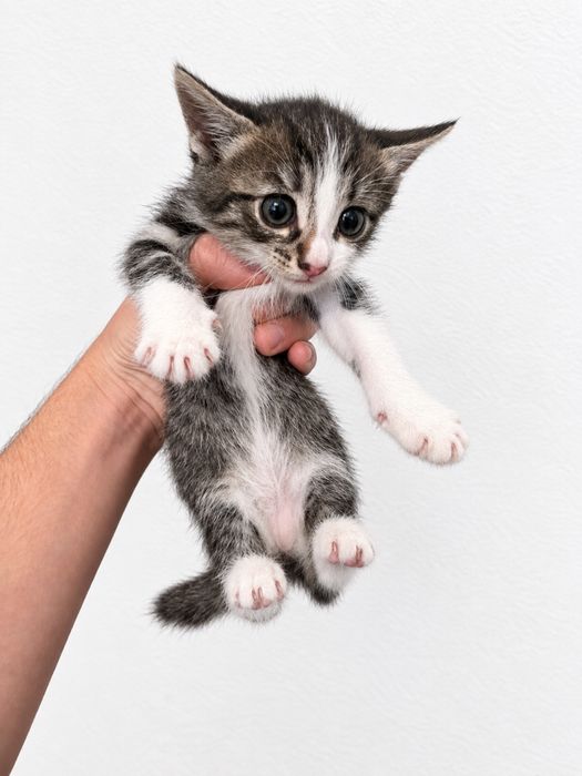 Подарявам малко котенце