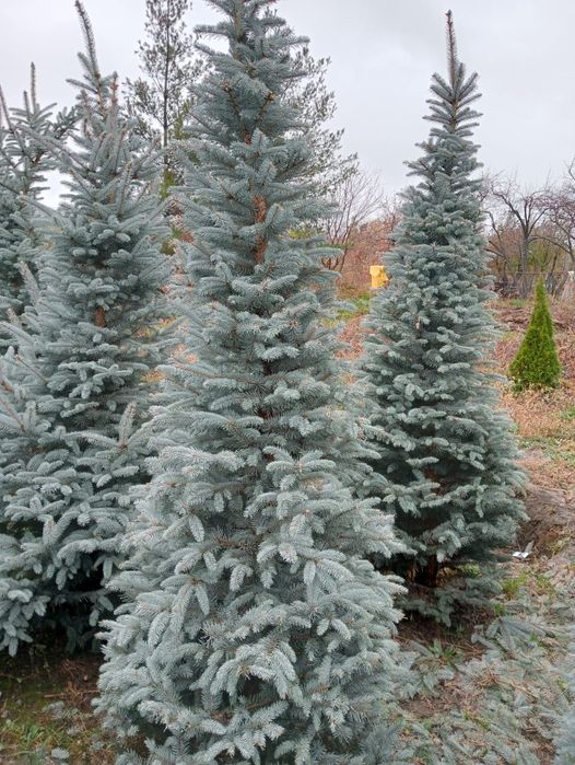Голубые Ёлки красивые