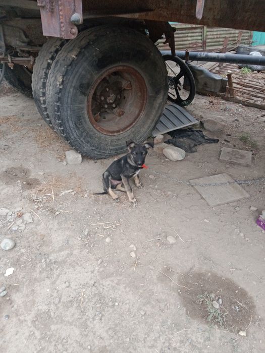 Продам двух щенков
