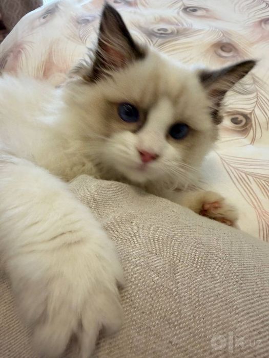 Ragdoll 3 oylik qimmatga sotib olganmiza 2 oylikda pasportlari bor pri