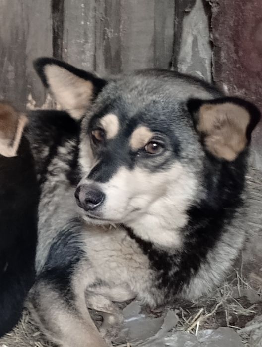 Сторожевая собака