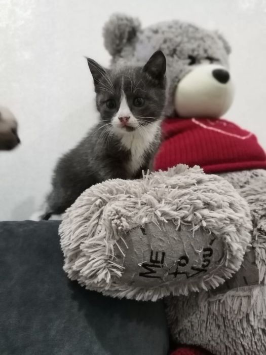 отдам котят в добрые руки
