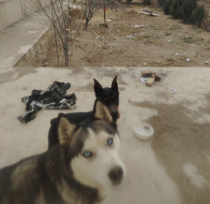 чисто кровные Сибирский Хаски