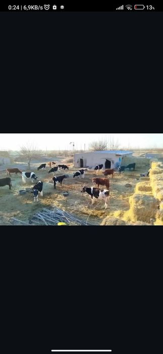 Noturar bino fermaxona sotiladi