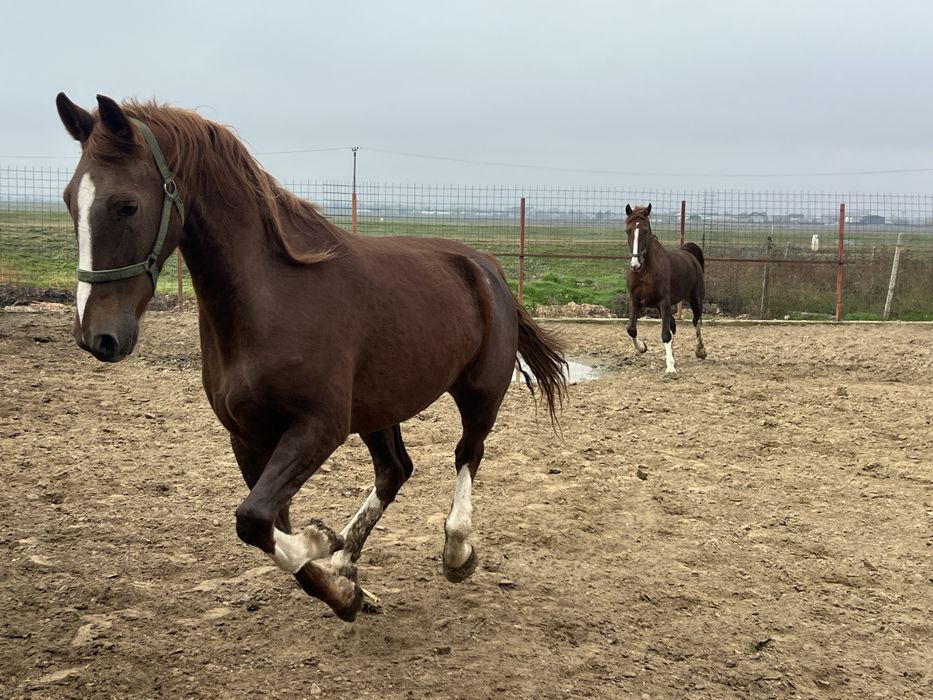 Vand pereche iepe KWPN