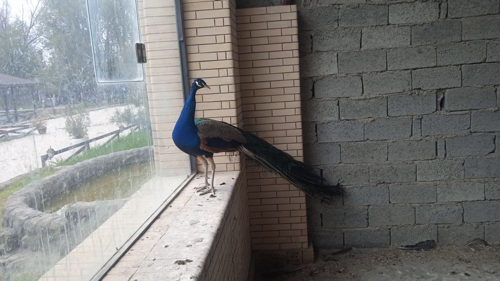 Товус павлины сотилади