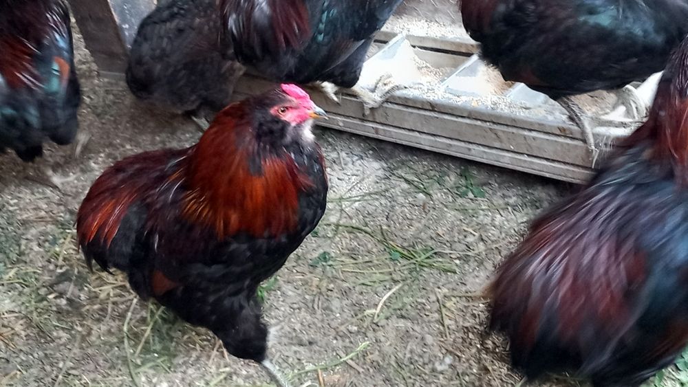 Cocoși Araucana  de vanzare