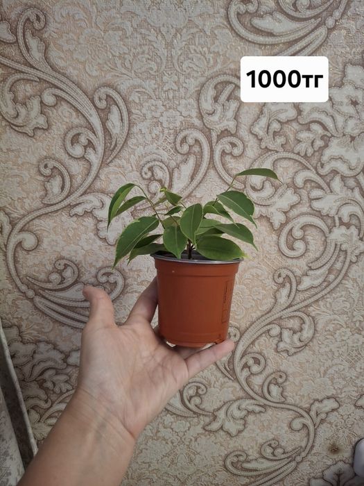Фикусы. Комнатное растение