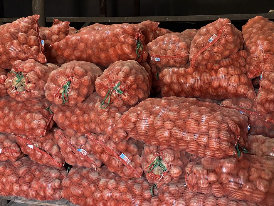 Картофель оптом сорт Ривьера