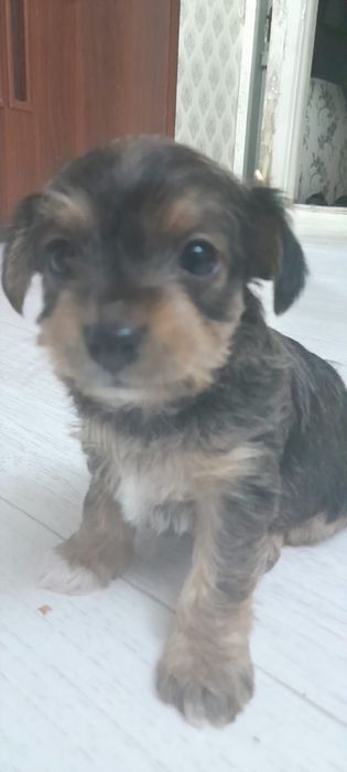 Отдам щенят бесплатно