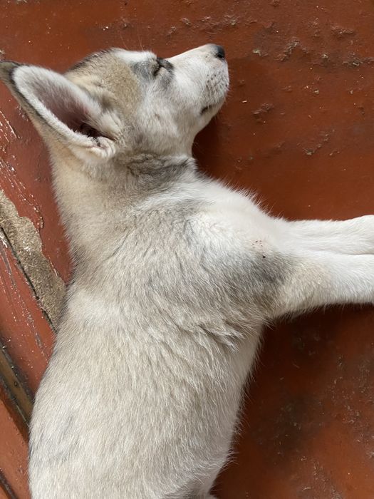 Сибирский хаски