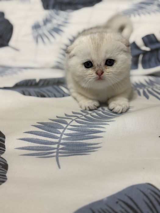 Продаётся котёнок серебрянная шиншилла!