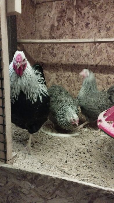 Инкубационное яйцо