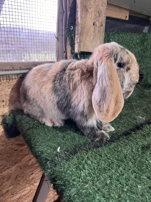 Mascul arlechin 4 luni