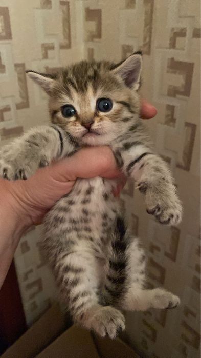 Котята британские