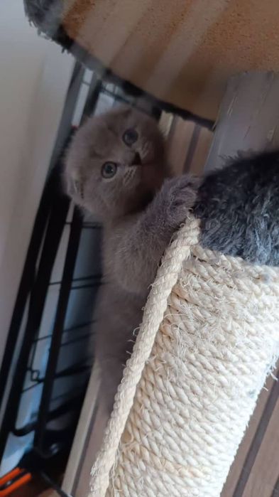 Продаю котят чистокровных