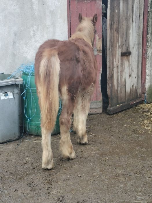 Mânz cal mânză iapa