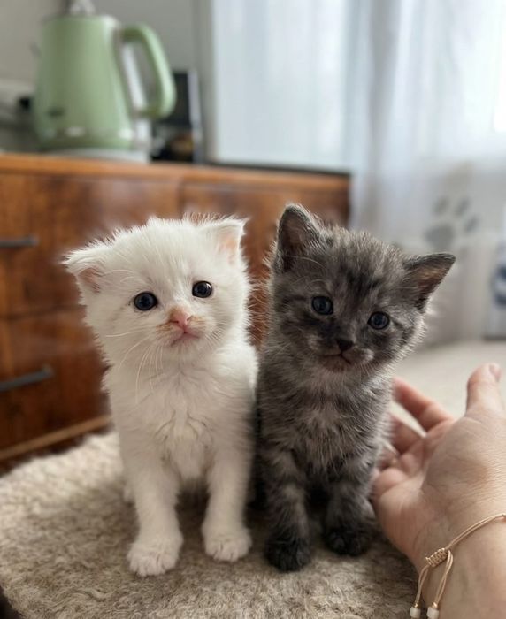 Продам шотландских вислоухих