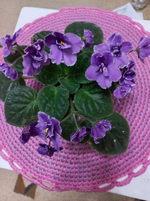 Продам фиалки, сенполии