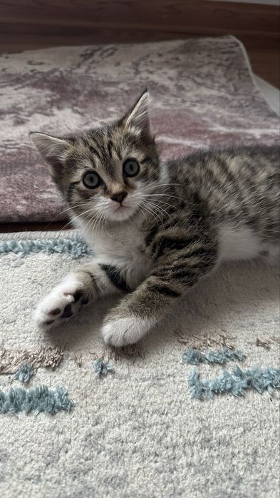 Котенок британец