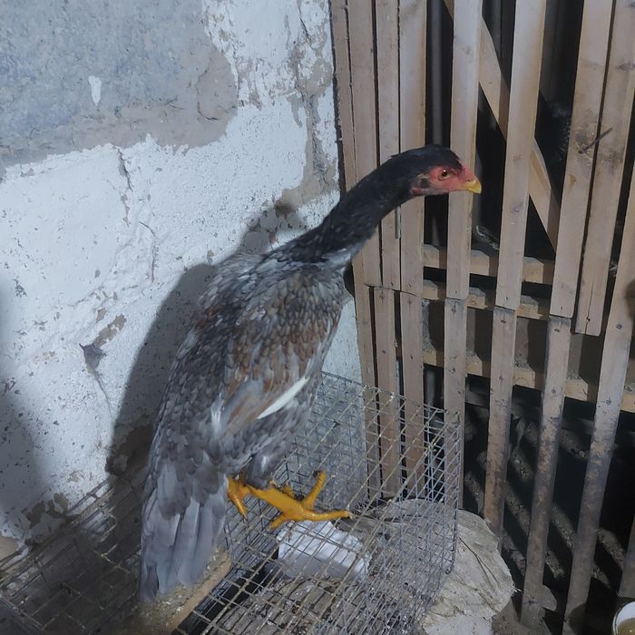 Корейц джужа несутся