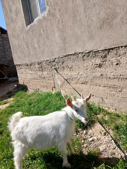 таза занен теке лақ сатылады