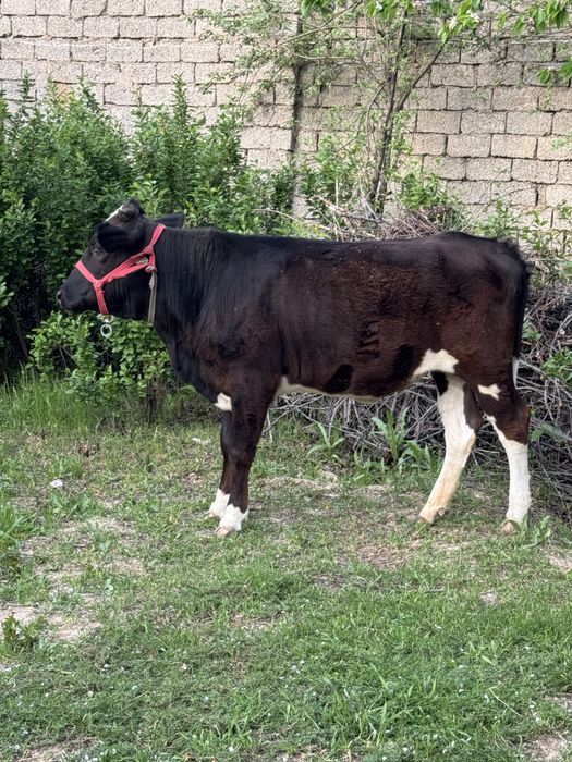 G’o’najjin Qoramol G’unajin