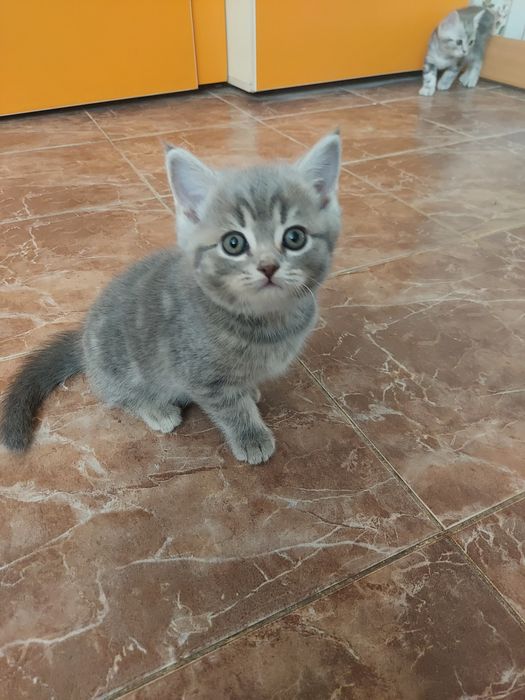 Продаю породистых котят