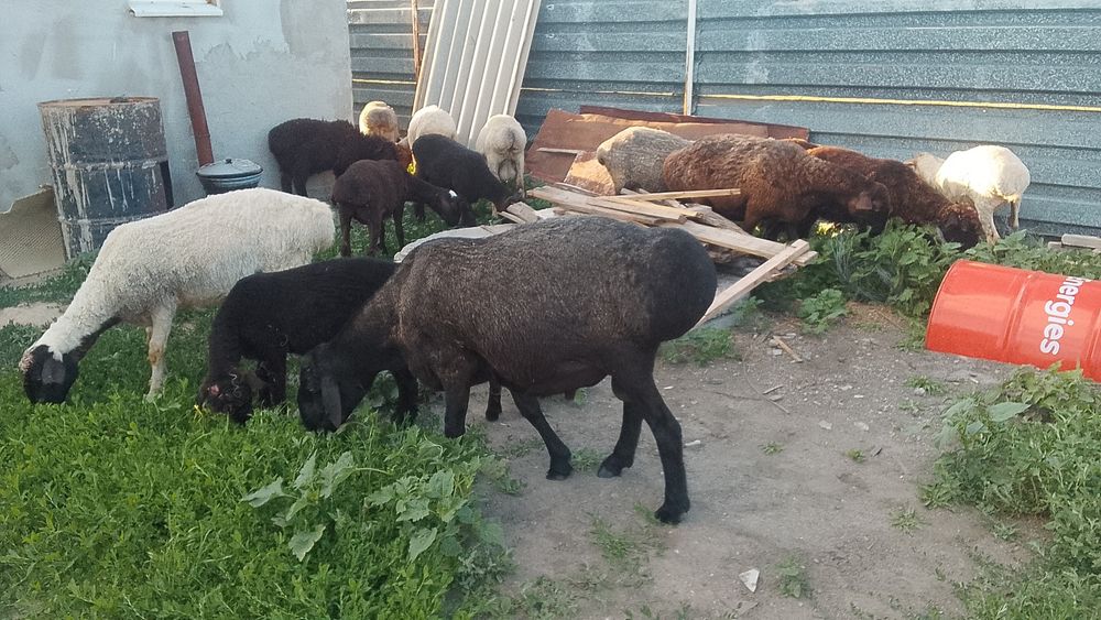 Продам урыктыкка кошкар сатам