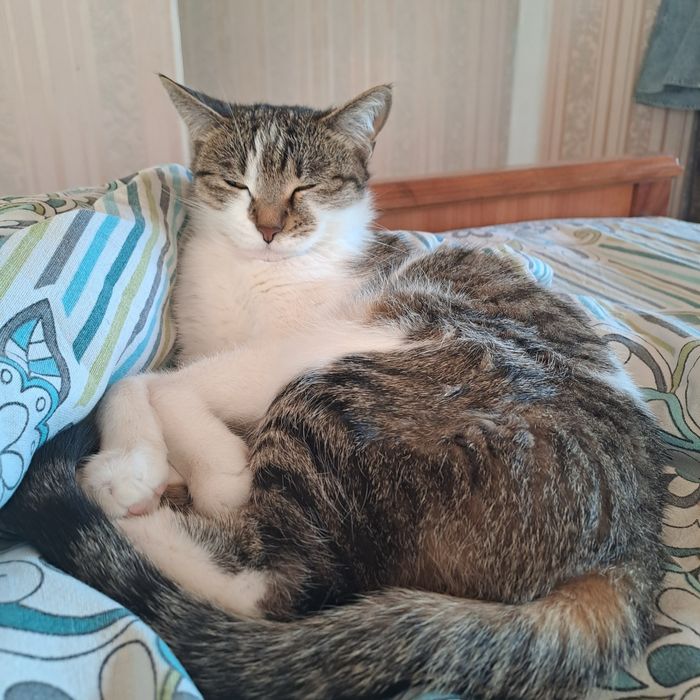 Отдам в добрые руки