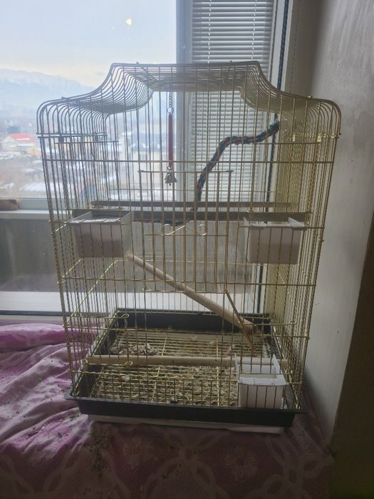 Розело красный самец молодой