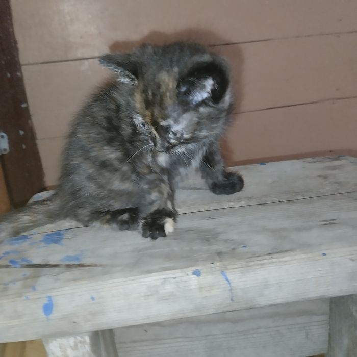 Кошечка в добрые руки!
