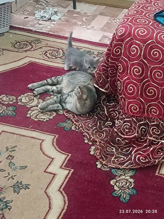 Отдам котят даром