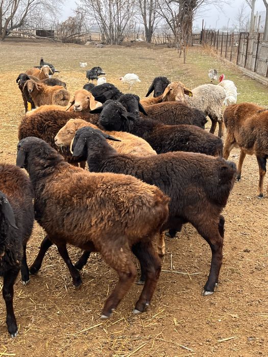 тоқтылар сатылады