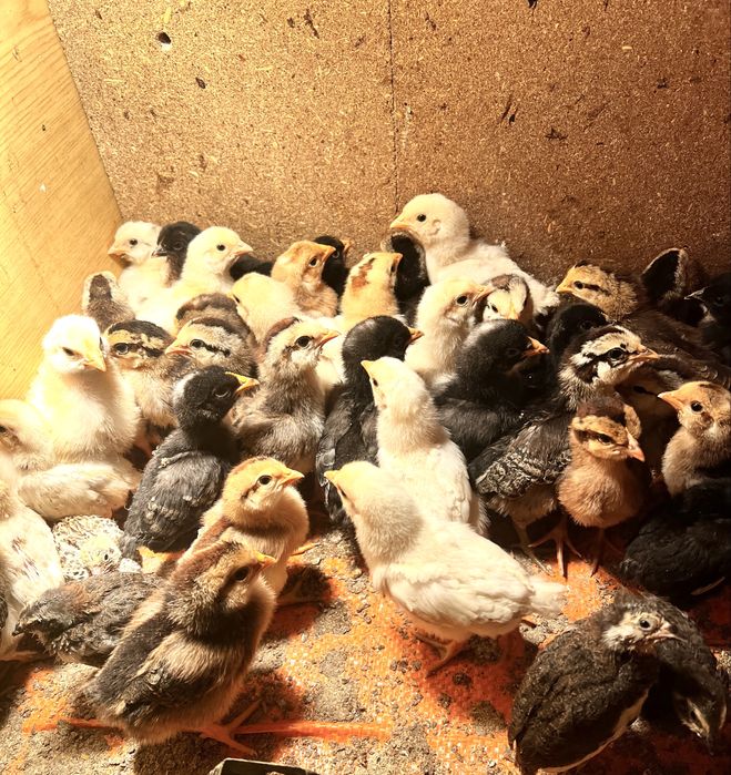 Пилета и пъдпъдъци на различна възраст