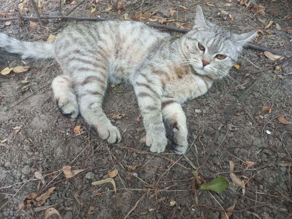 Шотландский котик ищет дом