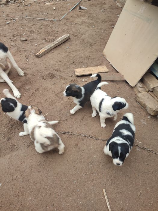 Продается щенки смешанная алабай