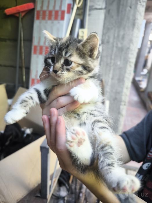 Вислоухий котенок скотиш фолд