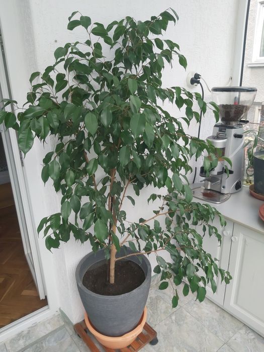 Цвете бенджамин 180м