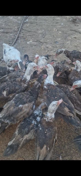 Продам молодых индауток