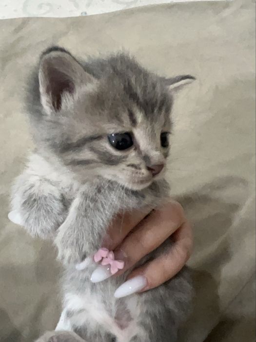 котята продаются!