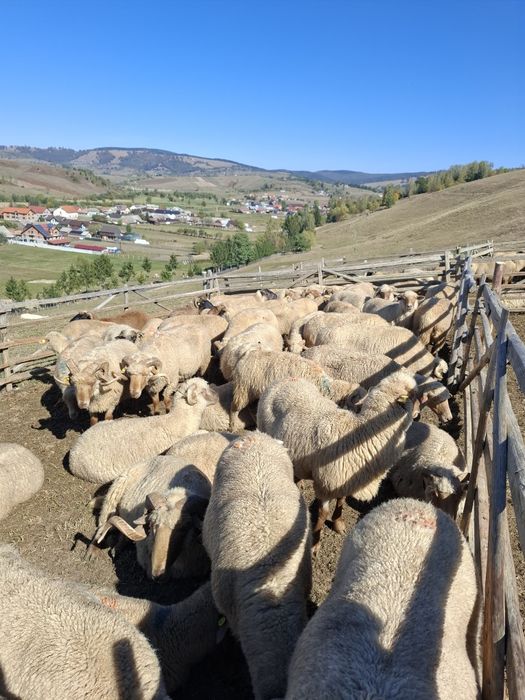 Oi bune de vânzare !