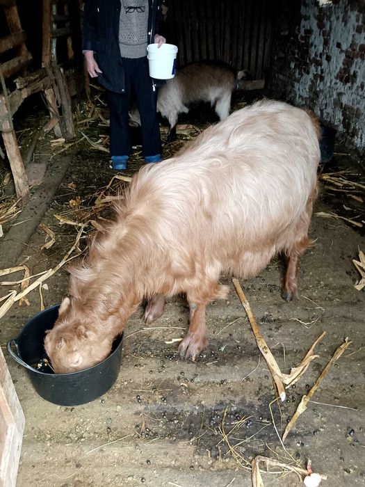 Capra rasa romaneasca rosie