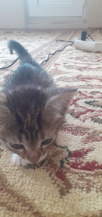 Отдам добрый руки котёнок