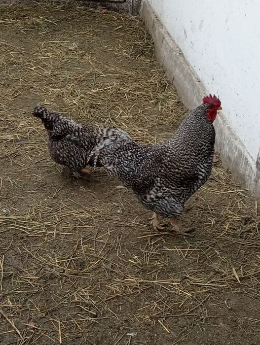 Әтеш сатылады . 5 мың теңге.