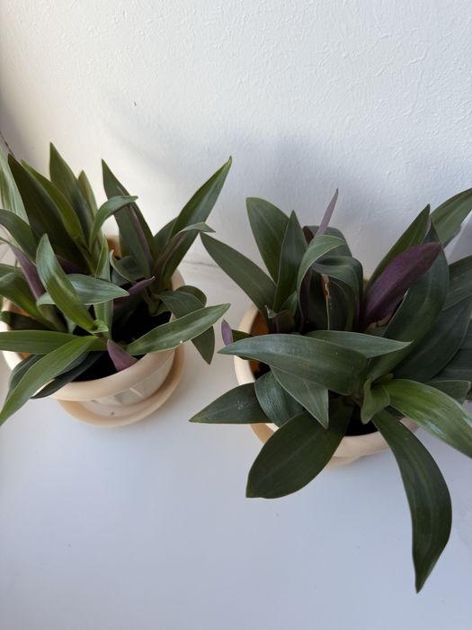 Отростки растения Рео