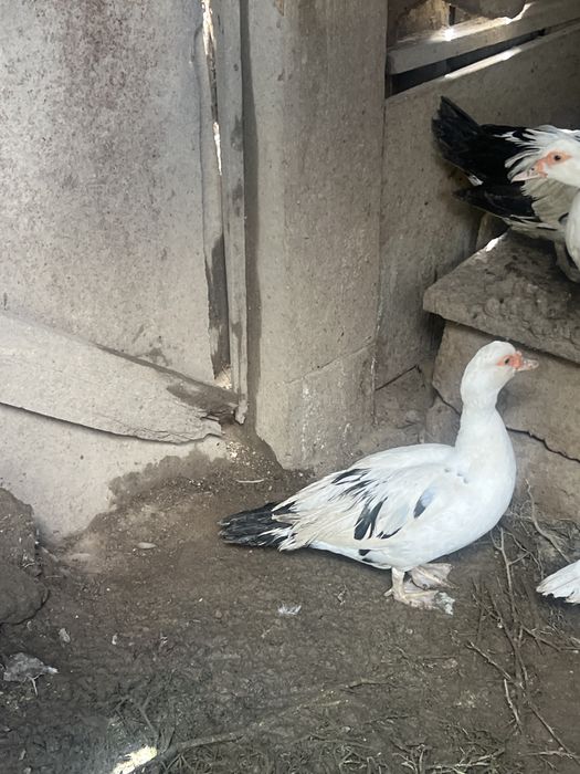 Продаются индоутки