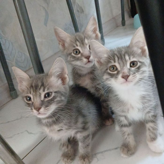 Отдам даром красивых котят.