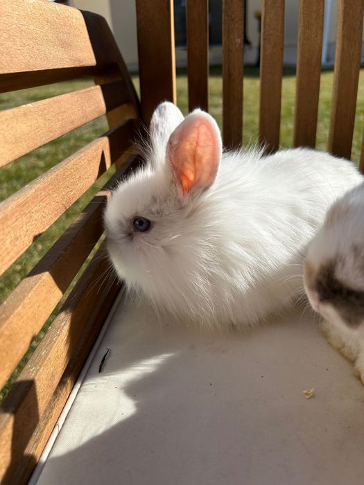 Iepurasi pitici cu ochi albastri